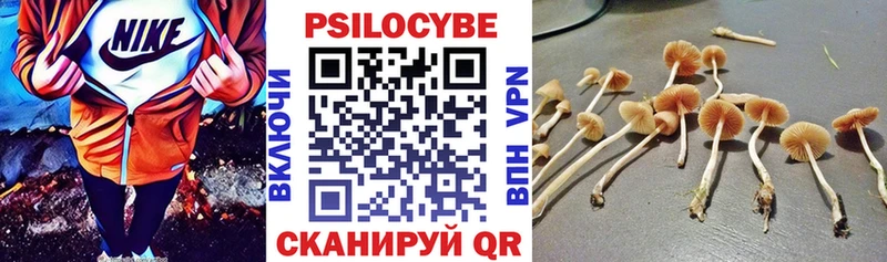 купить   Батайск  Псилоцибиновые грибы Psilocybe 